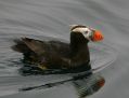 Tufted Puffin